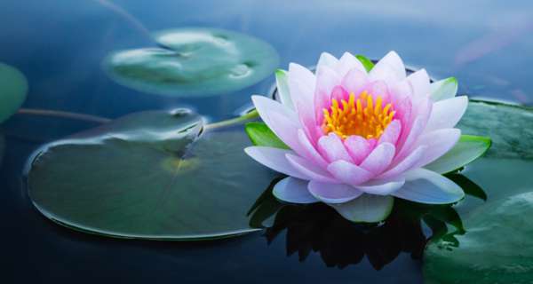 Yeni Başlangıçlara İlham Verecek 70 Lotus Çiçeği Sözü