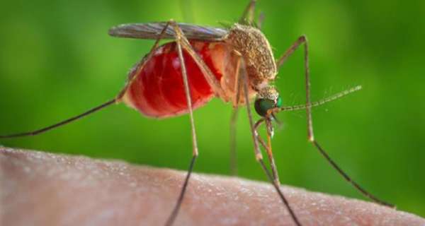 Sivrisinek ile ilgili atasözleri